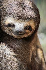 Just 15 Silly Photos Of Smiling Sloths To Cheer You Up Cute Baby Sloths Smiling Sloth Sloths Funny
