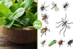 Con Questa Pianta In Casa O In Giardino Puoi Dire Addio A Ragni Moscerini E Altri Insetti Greenme It Piante Repellente Per Insetti Insetti