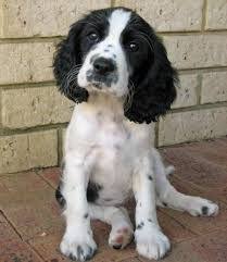 Black And White Working Springer Spaniel Image Result For Black And White Springador Pups Spaniel Puppies Dogs English Springer Spaniel