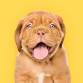Puppy Play + Learn (Free!)