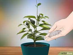 Follow the simple steps to get 100% success from jasmine cuttings suitable to propagate jasmine plants including arabian jasmine, spanish jasmine, star jasmine, mogra, chameli, etc. How To Grow Jasmine From Cuttings With Pictures Wikihow