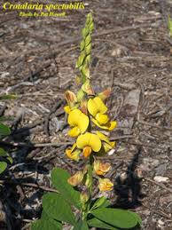 Image result for Crotalaria spectabilis