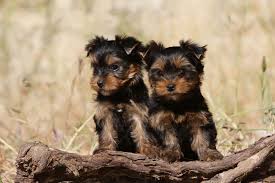 Yorkshire terriers make excellent watchdogs. Yorkshire Terrier Wesen Charakter Und Rassestandard Yorkshire De