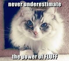 It S Set At Maximum Effort Right Meow Cute Cat Memes Funny Cat Memes Funny Cat Images