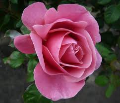 Line renaud et rose de mai. Rosa Line Renaud Meilland Mondorose E Fiori