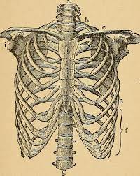 876x1024 bony walls of the thorax clipart etc. Human Rib Cage Drawing By Fl Collection