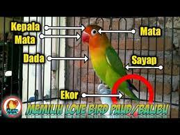 Sedangkan ciri lovebird bakalan ngekek panjang dan yang siap untuk dilombakan mempunyai tanda sebagai berikut : Ciri Lovebird Yang Bagus Untuk Lomba
