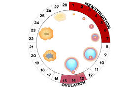 Untuk mengetahui sama ada haid kita normal atau tidak, kita perlu fahamkan tentang kitaran haid. Sains Kssm Tingkatan 1 Bab 4 Bahagian 4 Quiz Quizizz