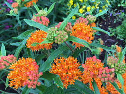 Asclepias Tuberosa Butterfly Milkweed