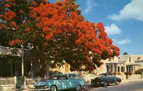 Maybe you would like to learn more about one of these? Florida Memory Flowering Royal Poinciana Tree Key West Florida