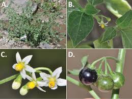 Image result for Solanum americanum