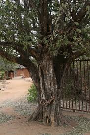 Image result for Drypetes mossambicensis