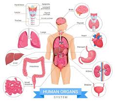 Corps humain avec organes internes. Anatomie Du Corps Humain Coeur Vecteur Premium