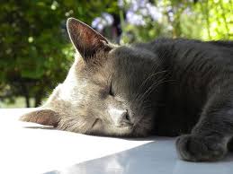 Barbara Hepworth Sleepy Cat Barbara Hepworth Cats