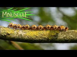 12 Minuscule Honey Fly Mouche A Miel Season 2 Youtube Story Video Creature Feature Miniscules