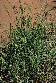 Image result for Cenchrus biflorus