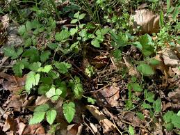 Image result for Anisotes