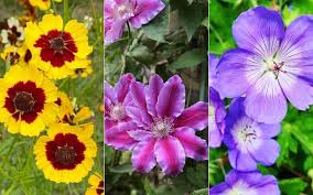 Maybe you would like to learn more about one of these? 20 Long Blooming Perennials For Season Long Color Gardening Chores