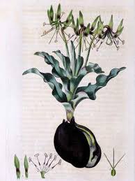 Image result for Ornithoglossum viride