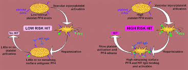 Homo Sapiens Diseases Immunity