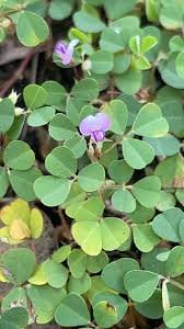 Image result for Grona triflora