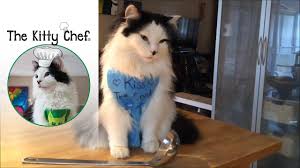Cats will benefit from consuming these broths, which contain more fluid than can ordinarily be found in a can of wet cat food. Can I Give My Cat Chicken Broth Or Add It To Dry Cat Food