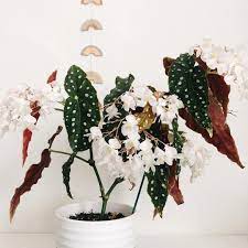 Foreverplanty Begonia Wightii In Full Bloom Those Beautiful White Flowers Just Keep Comin And I Love It Begon House Plants Decor Indoor Plants Plants