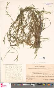 Image result for Cheilanthes angustifrondosa