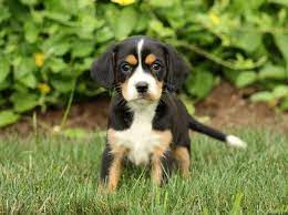 Treensea g reater swiss mountain dogs & mastiffs. Greater Swiss Mountain Dog Mix Puppies For Sale Greenfield Puppies