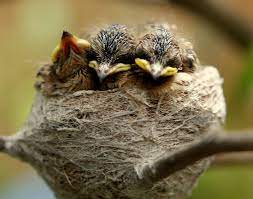 Baby Fantails I Wish I Had Them In My Garden Too Many Neighbourhood Cats Nz Birds Pet Birds New Zealand Bird