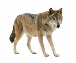 Check spelling or type a new query. Wolf Definition Und Bedeutung Collins Worterbuch