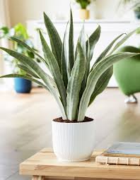 Image result for Sansevieria metallica