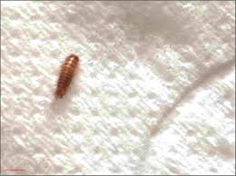 Anita wendler · song · 2014. Thedarlingbakers Kleine Braune Kafer Im Schlafzimmer