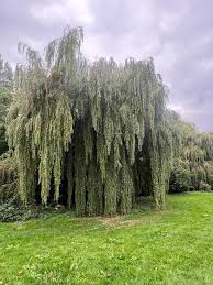 Image result for Salix babylonica