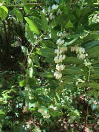 Image result for Agarista