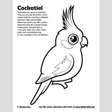 Cockatiel Coloring Page Sample Coloring Pages Bird Coloring Pages Cockatiel