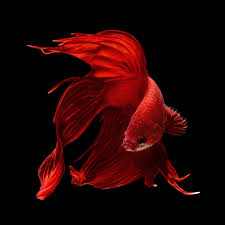 Copyright © 2021 all rights reserved fish fighter® products. Betta Siamese Fighting Fish Underwater Tropical Psychedelic Japanese Fighting Fish 3500x3500 Download Hd Wallpaper Wallpapertip