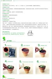 多肉植物条纹十二卷 组合盆栽 特价满包邮 基地批发直销 淘宝网全球站 propagating succulents planter pots succulents