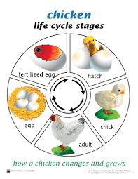 Life Cycle Of A Chicken Printed