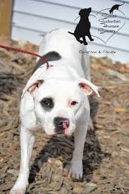 We needn't take a porter. Pit Bull Found Surrendered Outside Shelter Adopt Me Chicago Heights Il Patch