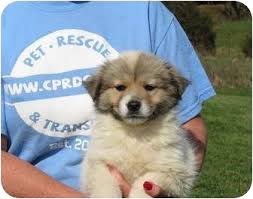 German shepherds require a lot of mental stimulation and have high energy levels, especially as a puppy. Westbrook Ct Australian Shepherd Meet Treasure A Pet For Adoption
