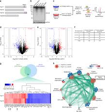 26 perkara yang perlu anda tahu berkaitan pak 21. Vps11 And Vps18 Of Vps C Membrane Traffic Complexes Are E3 Ubiquitin Ligases And Fine Tune Signalling Nature Communications