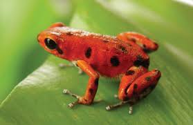 9 Fascinating Frog Facts Safe Blog Durrell Wildlife Accurate content you can trust, spreading knowledge on the animal kingdom, and giving back. 9 fascinating frog facts safe blog