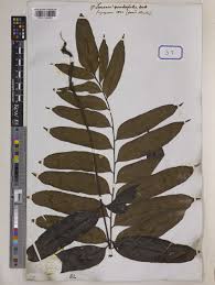 Image result for Lomariopsis