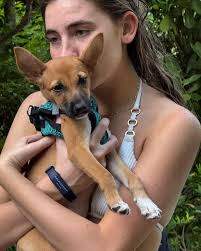 The Potcake Party at @bahamarresorts 🐾 🐶 ❤️ Baha Mar invited us to  showcase some of our gorgeous pups. Lots of cuddles, kisses and play time  out of the shelter. This is