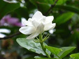 Pin Di Jasmine Flower