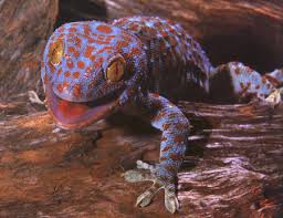 Tokay Gecko Facts Habitat Diet Pet Care And Pictures