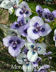 Image result for Moraea niassensis