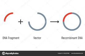 Gene Cloning Plasmids And Recombinant Dna Stock Vector