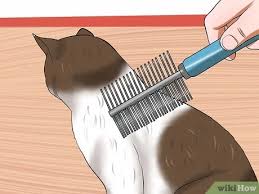 In severe infestations, its easy to spot fleas jumping and moving on and off your cats body. How To Check Cats For Fleas 13 Steps With Pictures Wikihow Pet